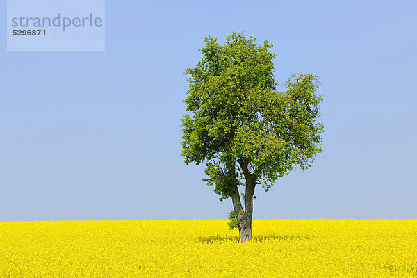 Birnbaum (Pyrus) in Rapsfeld  Unterfranken  Bayern  Deutschland  Europa