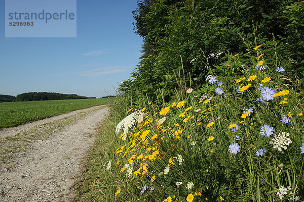 Blumen am Wegrand  gelbe F‰rber-Hundskamille (Anthemis tinctoria)  wei_e Schaf-Garbe (Achillea millefolium)  blaue Wegwarte (Cichorium intybus)  Allg‰u  Bayern  Deutschland  Europa