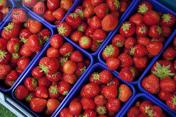 Schalen mit Erdbeeren am Marktstand