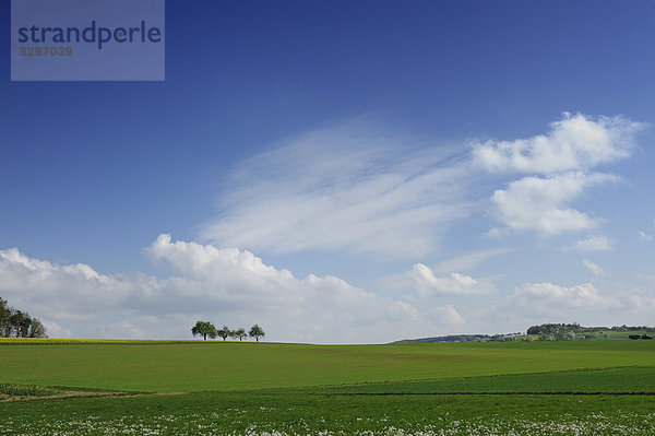 Gr¸ne Fr¸hlingslandschaft  Baumgruppe  Wolken  Assamstadt  Baden-W¸rttemberg  Deutschland  Europa