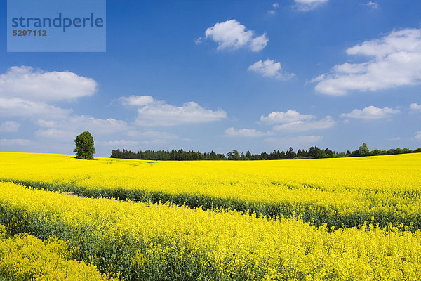 Rapsfeld bei Valdek  Bezirk Jihlava  Region Vysocina  Tschechische Republik  Europa