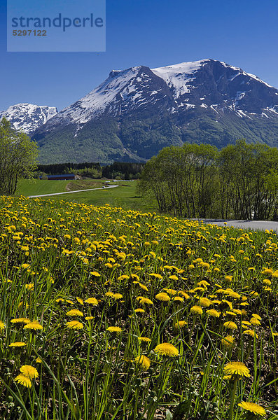 Brulandselva  Snˆfjellet  Lˆwenzahnwiese  Breheimen Nationalpark  Sogn og Fjordane  Norwegen  Skandinavien  Nordeuropa