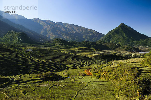 Neue Terrasse  Reisterrassen  Reisfelder bei Sapa oder Sa Pa  Provinz Lao Cai  Nordvietnam  Vietnam  S¸dostasien  Asien