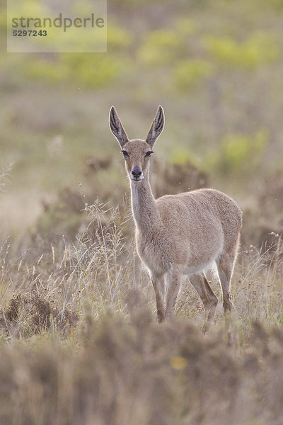 Rehantilope (Pelea capreolus)  Bontebok Nationalpark  S¸dafrika  Afrika