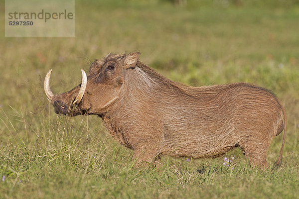 Warzenschwein (Phacochoerus africanus)  Addo Elephant Park  S¸dafrika
