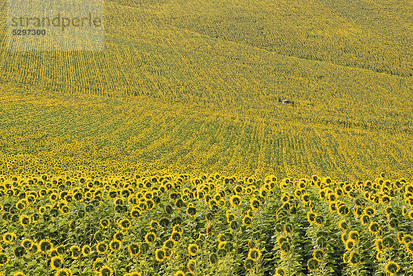 Sunflower fields with well house  Montecarotto  Le Marche region  Italy  Europe