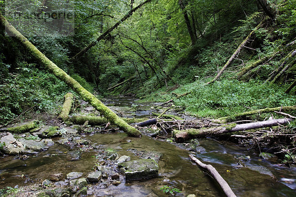 Totholz in der Gauchachschlucht  Nebenschlucht des Naturschutzgebietes Wutachschlucht im Schwarzwald  Baden-W¸rttemberg  Deutschland  Europa