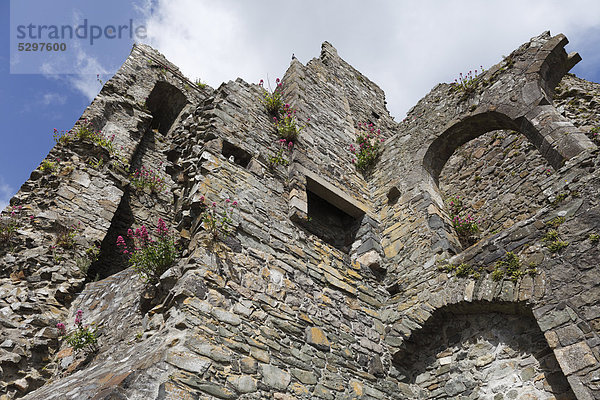 King John's Castle  Carlingford  Cooley Halbinsel  County Louth  Republik Irland  Europa