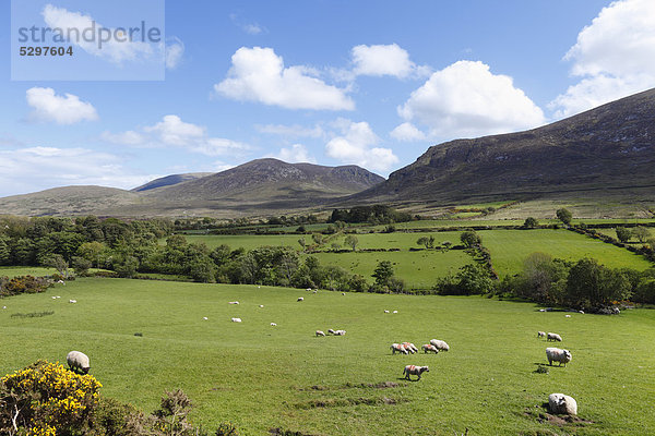 Schafweide  Mourne Mountains  County Down  Nordirland  Irland  Gro_britannien  Europa