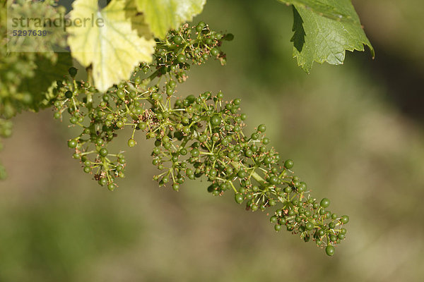 Unreife Weintrauben (Vitis vinifera subsp. vinifera)  Wachau  Niederˆsterreich  ÷sterreich