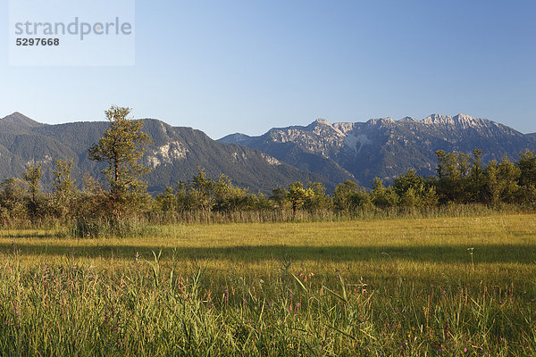 Murnauer Moos mit Estergebirge  Murnau  Blaues Land  Oberbayern  Bayern  Deutschland  Europa  ÷ffentlicherGrund