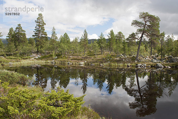 B‰ume spiegeln sich im Wasser  Ufer  Kiefer (Pinus sylvestris)  Djupsj¯en See  Femundsmarka Nationalpark bei ElgÂ  Provinz Hedmark  Norwegen  Skandinavien  Nordeuropa  Europa