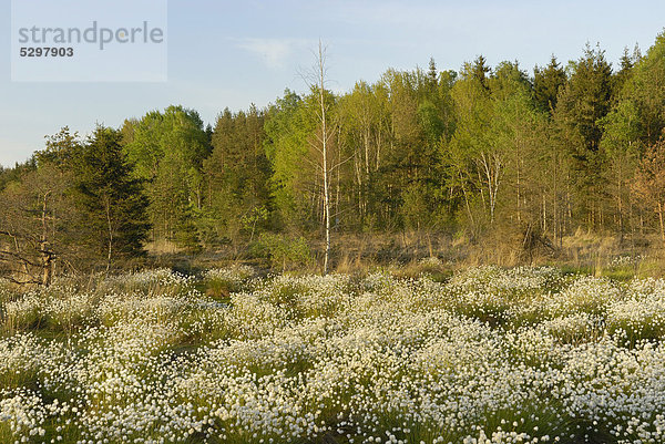 Feuchtbiotop  Moor mit bl¸hendem Wollgras (Eriophorum)  Koller Filze  Nicklheim  Bayern  Deutschland  Europa