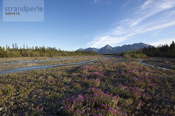 nahe blühen Bach Yukon Kluane Nationalpark