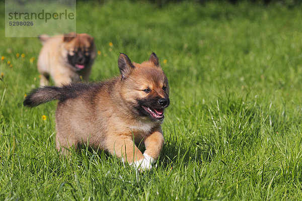 Laufende Welpen  Islandhund (Canis lupus familiaris)