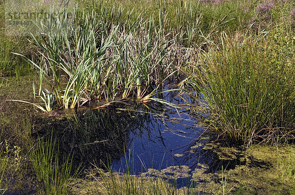 Teich im Moorbiotop  am Ufer hinten Rohrkolben  Lampenputzer (Typha)  Moormuseum Moordorf  bei Aurich  Südbrookmerland  Ostfriesland  Niedersachsen  Deutschland  Europa