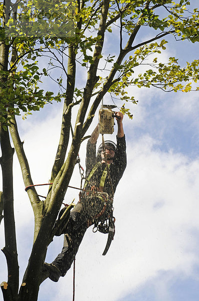 Baumkletterer  mit Motorsäge  Haken  Seilen  Sicherung  beim Baum fällen  Baumpflege  ÖffentlicherGrund