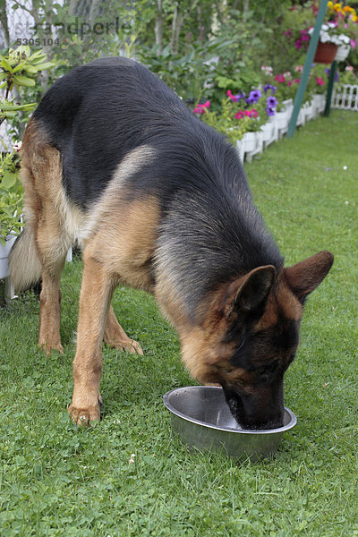 Deutscher Schäferhund trinkt Wasser aus einem Napf im Garten