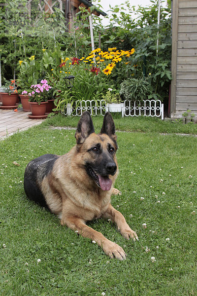 Deutscher Schäferhund liegt im Garten
