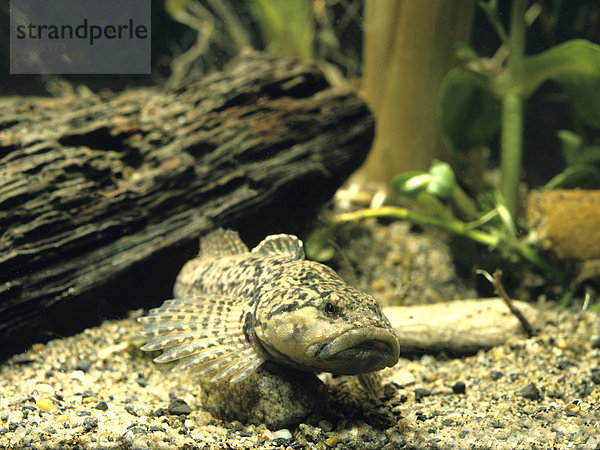 Groppe  Kaulkopf  Rotzkopf (Cottus gobio)