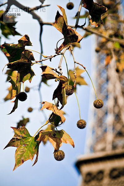 Paris Hauptstadt Frankreich Europa Baum Frucht Ast Laub Eiffelturm Hobel