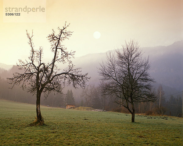 Bäume im Morgenlicht  Murnauer Moos  Oberbayern  Bayern  Deutschland  Europa