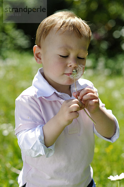 Kleiner Junge  2 Jahre  mit Pusteblume im Garten