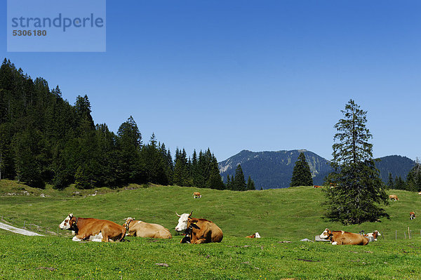 Kühe am Weg zur Königsalm  Weißachtal  Tegernseer Gebiet  Blauberge  Oberbayern  Bayern  Deutschland  Europa
