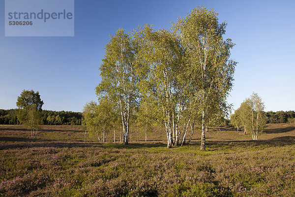 Blühende Heide und Birken  Naturschutzgebiet Westruper Heide  Naturpark Hohe Mark  Münsterland  Nordrhein-Westfalen  Deutschland  Europa  ÖffentlicherGrund