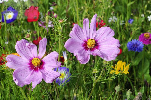 Schmuckkörbchen  Fiederblättrige Schmuckblume oder Kosmee (Cosmos bipinnatus syn. Cosmea bipinnata)  in einer Blumenwiese  Deutschland  Europa