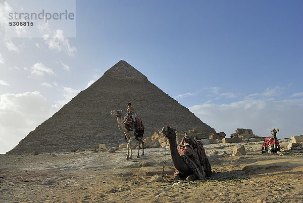 Dromedar (Camelus dromedarius) vor Chephren Pyramide  Pyramiden von Gizeh  Kairo  Ägypten  Afrika