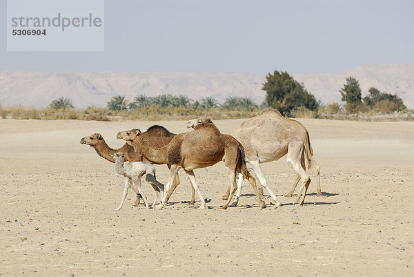 Dromedare (Camelus dromedarius)  nahe Oase Farafra  Libysche Wüste  Ägypten  Afrika