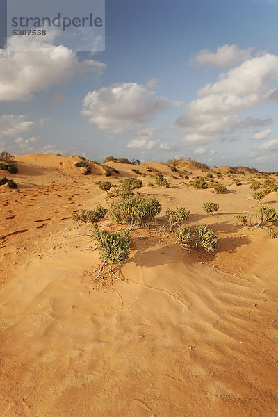 Sträucher und Sanddünen in der Oase Zarzis  Tunesien  Maghreb  Nordafrika  Afrika