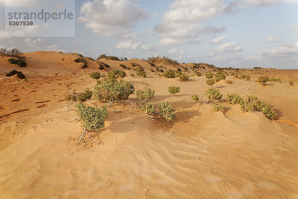 Sträucher und Sanddünen in der Oase Zarzis  Tunesien  Maghreb  Nordafrika  Afrika