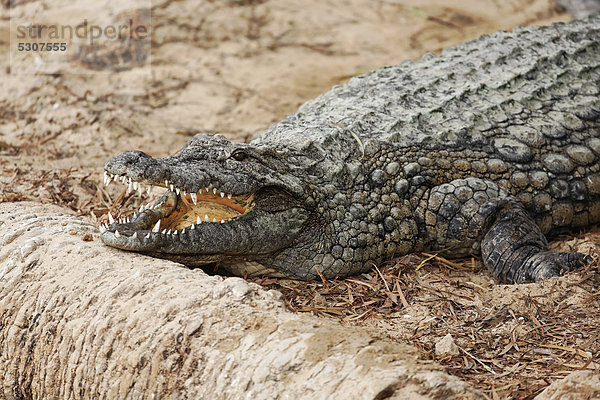 Nilkrokodil (Crocodylus niloticus)  im Djerba Explore Park  Midoun  Insel Djerba  Tunesien  Maghreb  Nordafrika  Afrika