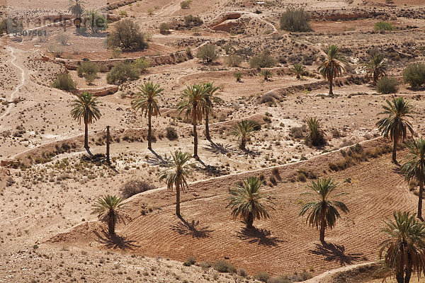 Landschaft mit Palmen bei Matmata  Tunesien  Maghreb  Nordafrika  Afrika