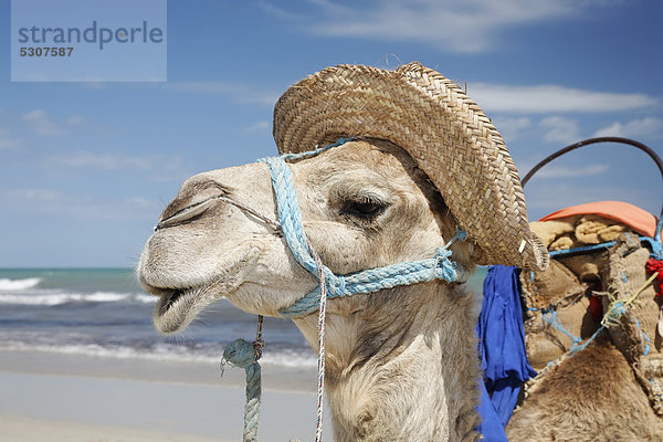 Dromedar (Camelus dromedarius) mit Hut am Sidi Mahres Strand auf der Insel Djerba  Tunesien  Maghreb  Nordafrika  Afrika