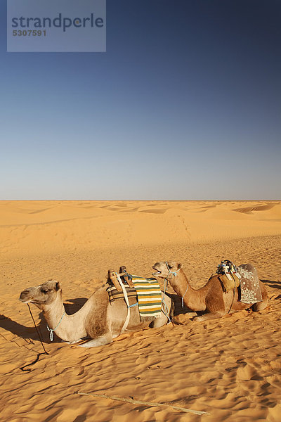 Gesattelte Dromedare (Camelus dromedarius) in der Sahara bei Ksar Ghilane  Tunesien  Maghreb  Nordafrika  Afrika