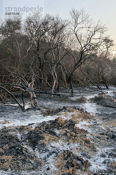 Verbrannte Erde  Abholzung durch Brandrodung zur Gewinnung landwirtschaftlich nutzbarer Fläche durch Großgrundbesitzer  Gran Chaco  Provinz Salta  Argentinien  Südamerika