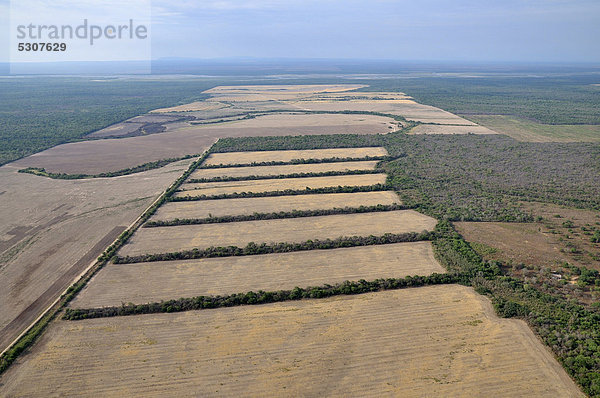 Luftaufnahme aus einer Cessna: Illegal gerodete Flächen mit Resten der ursprünglichen Chaco-Vegetation  Gran Chaco  Salta  Argentinien  Südamerika
