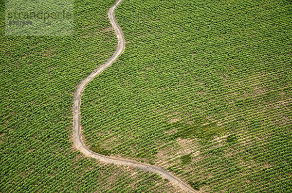 Luftbild  Feld mit Zuckerrohr für die Herstellung von Bio-Diesel und Bewässerungskanal  Gran Chaco  Salta  Argentinien  Südamerika