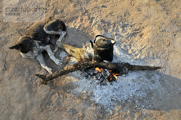 hoch oben Morgen Wärme Hund Wohnkamin Wohnkamine Kamin früh Argentinien Salta Südamerika