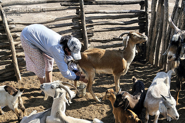 Bäuerin  49 Jahre  melkt eine Ziege  Puesto La Guascha  Gran Chaco  Salta  Argentinien  Südamerika