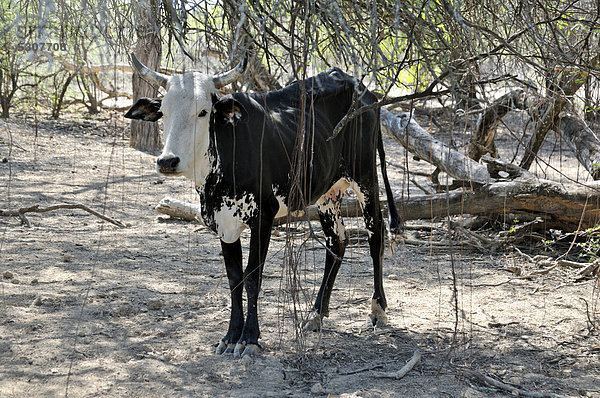 Mageres Rind im trockenen Chaco-Wald  Puesto La Guascha  Gran Chaco  Salta  Argentinien  Südamerika