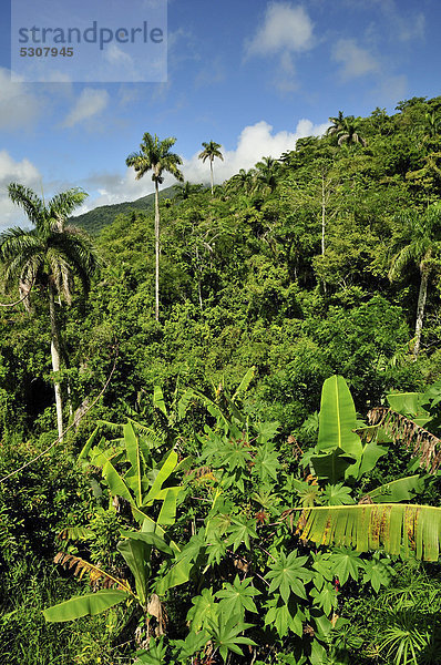 Landschaft im Parque Nacional Turquino in der Sierra Maestra  bei BartholomÈ MasÛ  Kuba  Karibik