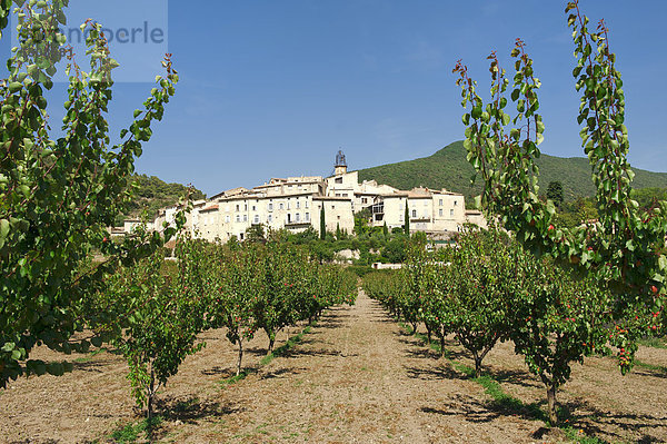 Aprikosenbäume  Plantage in der N‚he von Venterol  DrÙme  RhÙne-Alpes  Frankreich  Europa