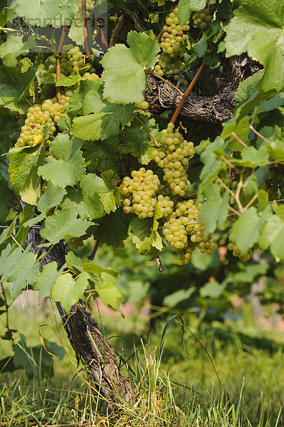 Weintrauben  Weinreben  Weinregion  Südsteiermark  Steiermark  Österreich  Europa