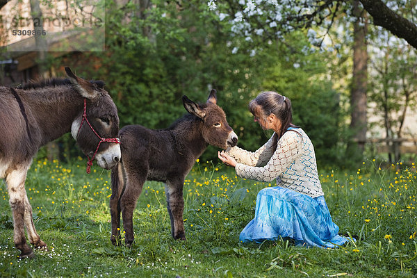 Frau mit Eselfohlen (Equus asinus) in Obstgarten  Oberbayern  Bayern  Deutschland  Europa