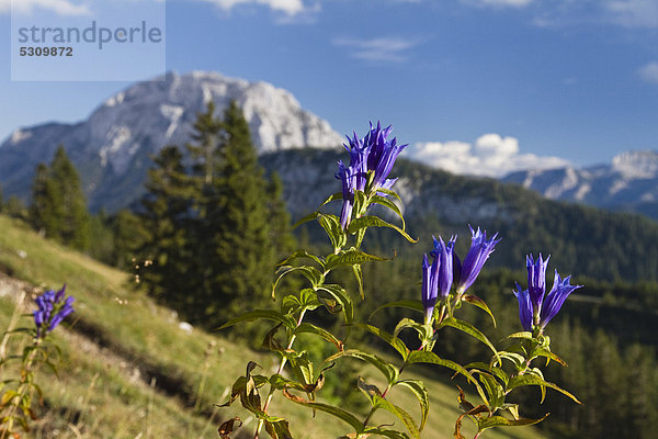 Schwalbenwurz-Enzian (Gentiana asclepiadea)  Alpen  Österreich  Europa