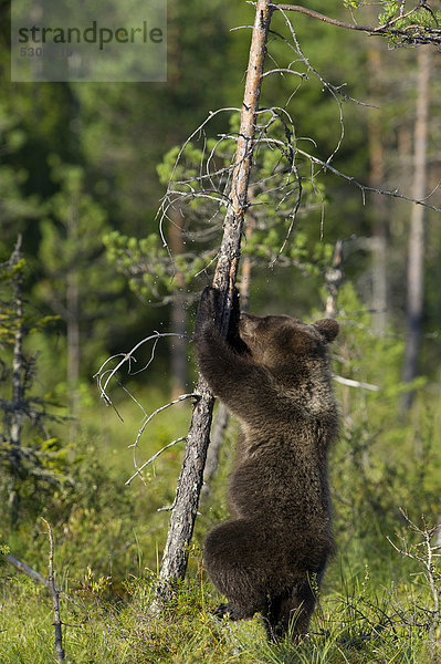 Braunbär (Ursus arctos) klettert an Baum  Karelien  Finnland  Europa